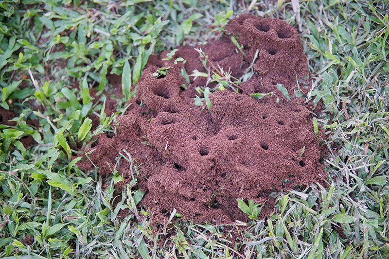 Une fourmilière dans un jardin