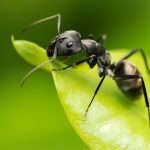 Comment se débarasser des fourmis