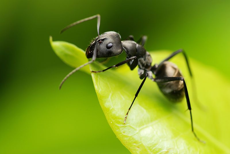 Comment se débarasser des fourmis