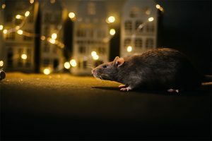 Comment chasser les rats de votre maison ?