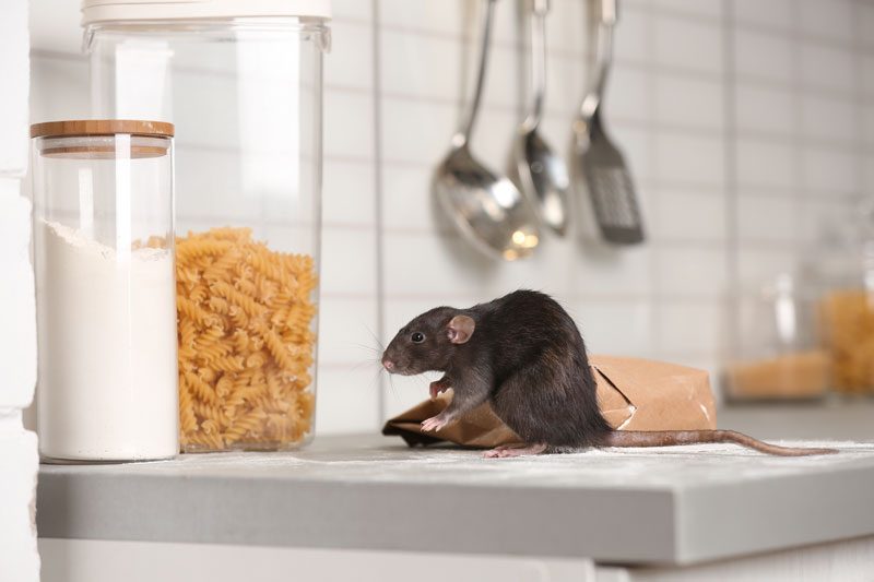 Un rat dans la cuisine