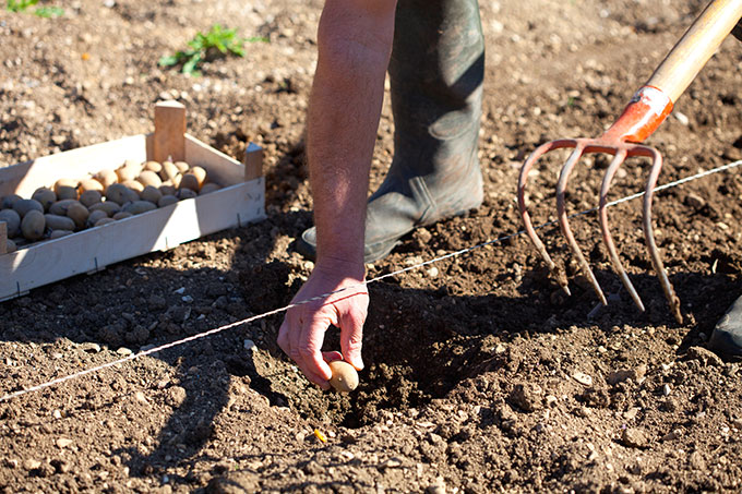 Choisir un bon endroit pour planter ses pommes de terre