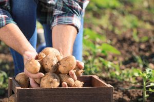 Planter ses pommes de terre