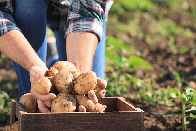 Planter ses pommes de terre