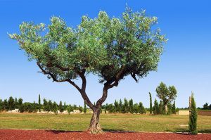Magnifique olivier en pleine campagne
