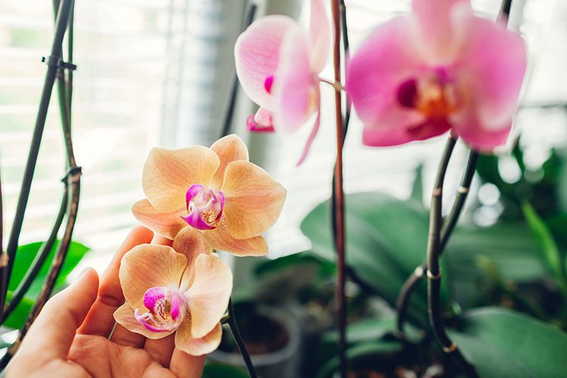 Comment prendre soin de son orchidée ?