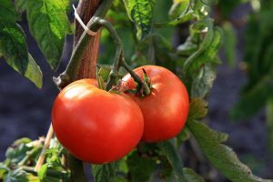 Comment tailler corectement ses plants de tomates ?