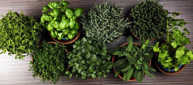 Il est aussi possible de faire pousser vos herbes aromatiques en pot sur vos rebords de fenêtre ou vos balcons.