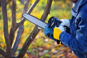 Un homme coupe un arbre avec une tronconneuse