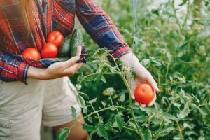 Un homme ramasse des tomates de son jardin biologique
