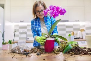 Une feme rempote une orchidée Phalaenopsis