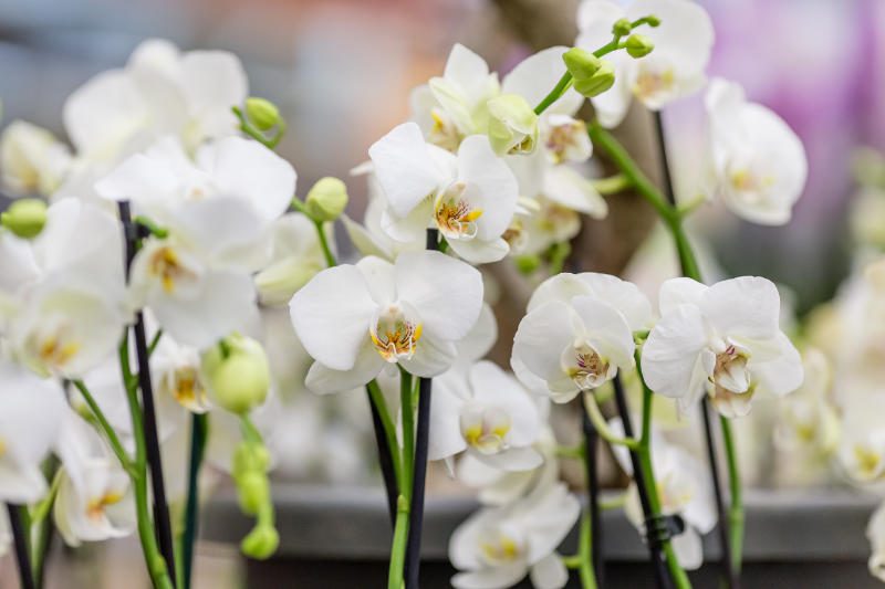 Un groupe de fleurs orchidées blanches