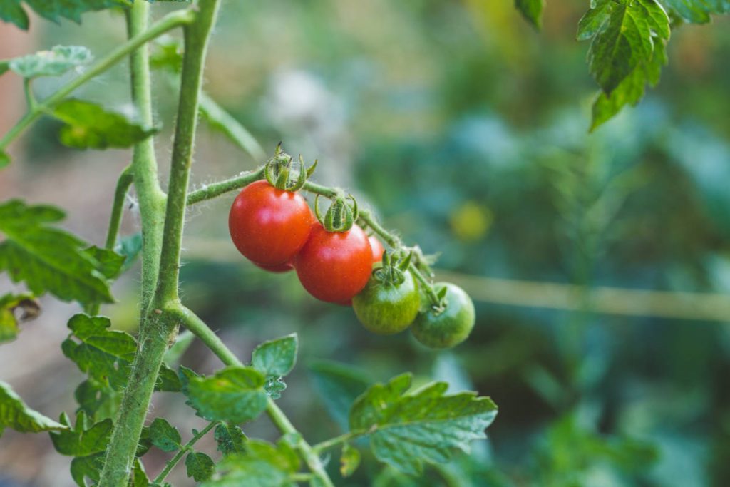 Plant de tomate gelée dans un jardin