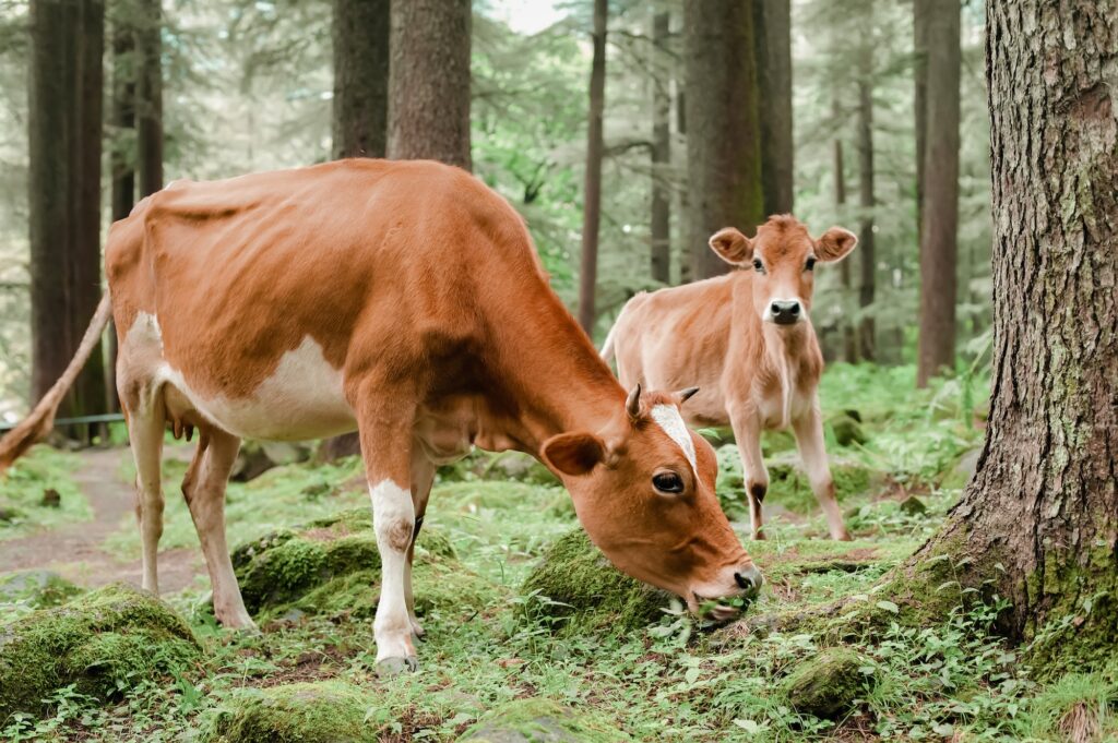 Vache et petit veau broutant dans une prairie d'été