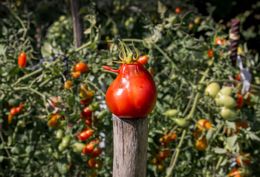 Tomate rouge sous la lumière du soleil dans le jardin